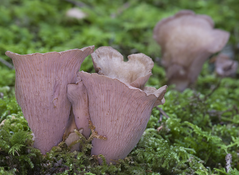 Gomphus clavatus